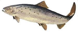 Salmo-salar-01.jpg